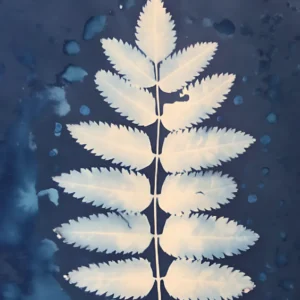 Introduction To Cyanotype