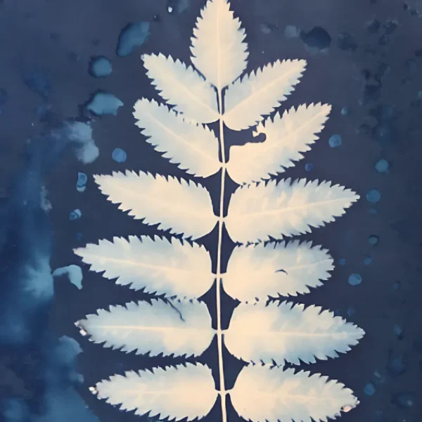 Introduction To Cyanotype